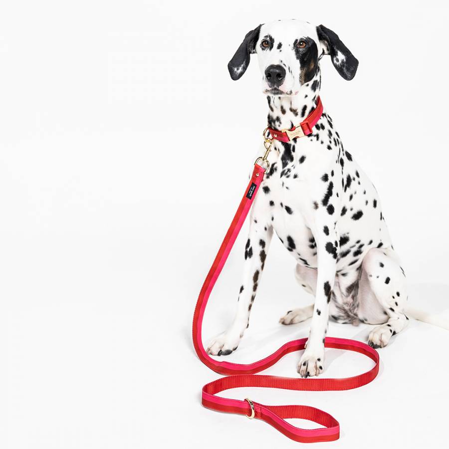 Leash (S/M) Colorblock Red/Pink