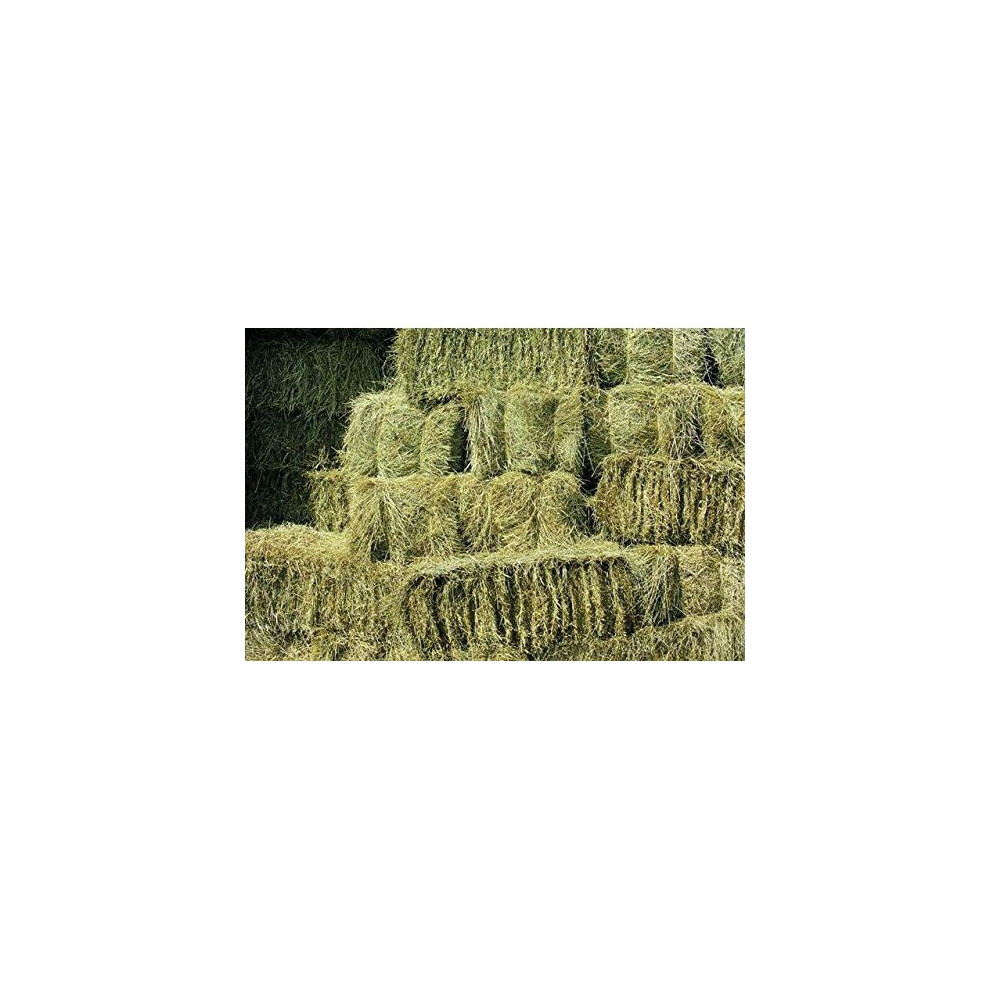 Shorefields Fresh Meadow Hay, Rabbit & Small Animal Hay, large bale, approx 17kg-22kg, 100cmx50cm x40cm, delivered free